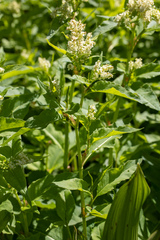 Koenigia phytolaccifolia