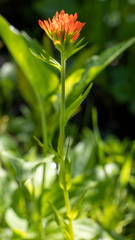 Castilleja suksdorfii