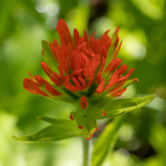 Castilleja suksdorfii
