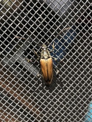 Trigonarthris subpubescens