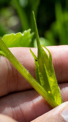 Castilleja suksdorfii