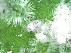 Aphididae
