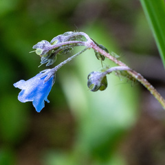 Mertensia bella