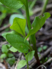 Mertensia bella