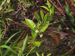 Cyclophyllum fragrans