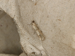 Phycitodes binaevella