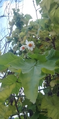 Sparrmannia africana