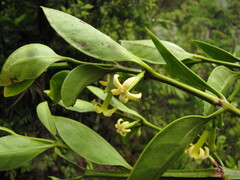 Cyclophyllum fragrans
