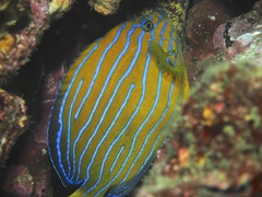 Blue-Striped Angelfish photo 1