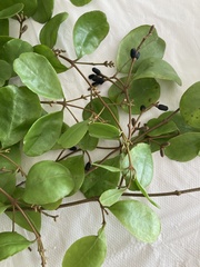 Dendropemon caribaeus