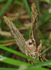 Digrammia denticulata