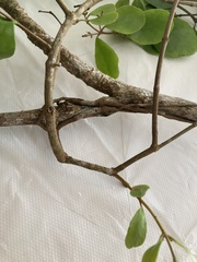 Dendropemon caribaeus