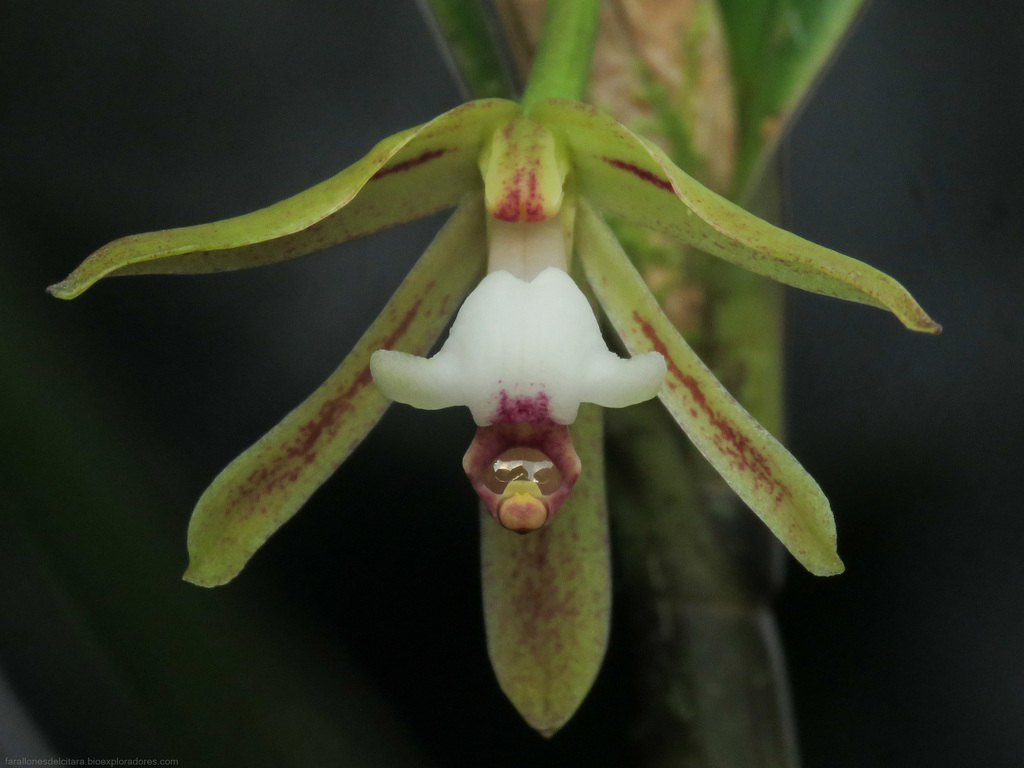 Scaphyglottis triloba
