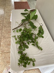 Dendropemon caribaeus