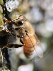 Apis mellifera