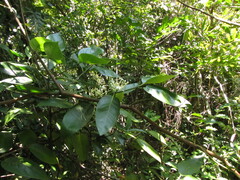 Cyclophyllum