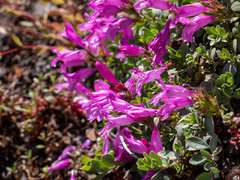 Penstemon rupicola