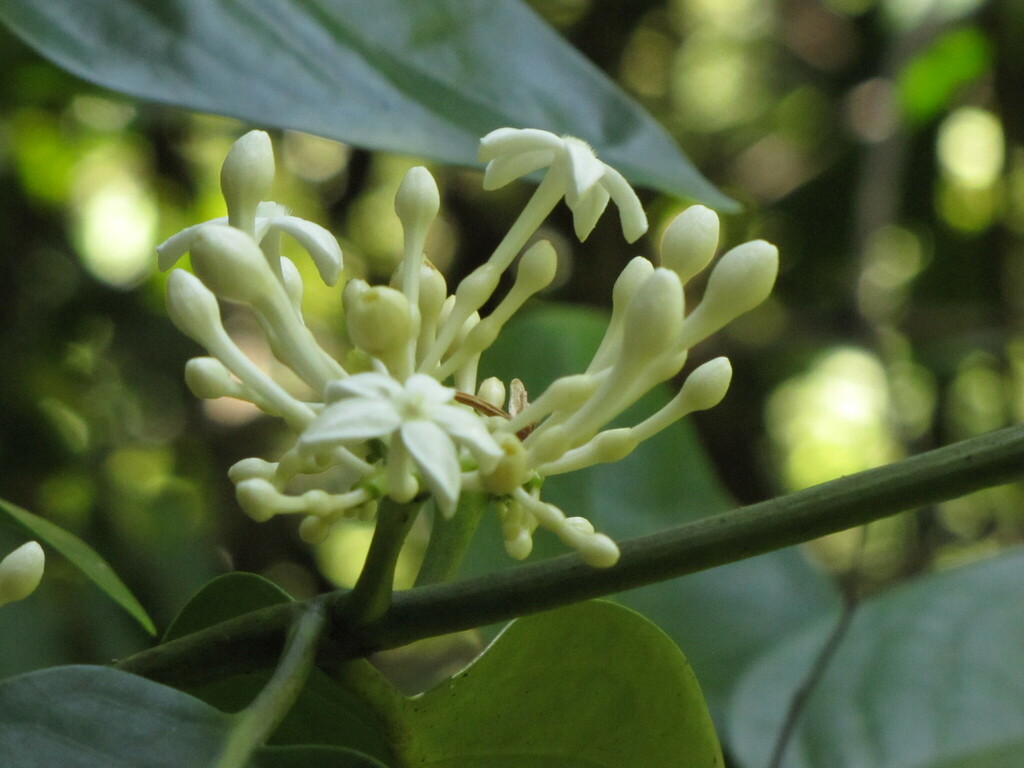 Cyclophyllum henriettiae