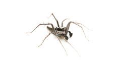 Oxyopes tridens
