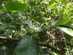 Cyclophyllum