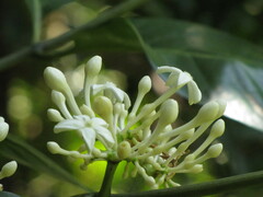 Cyclophyllum