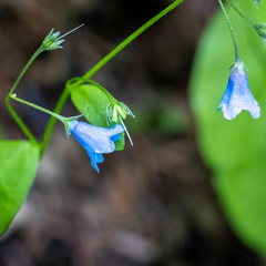 Mertensia bella