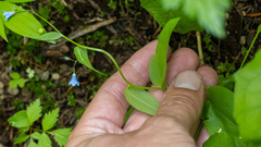Mertensia bella