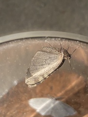 Hydriomena furcata
