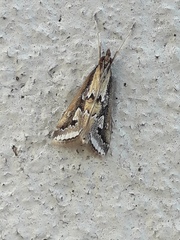 Achyra massalis