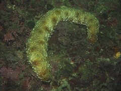 Stauropora