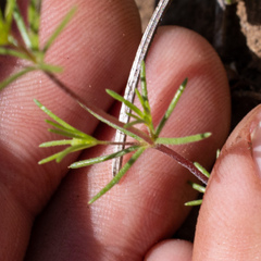 Linanthus harknessii