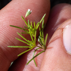 Linanthus harknessii