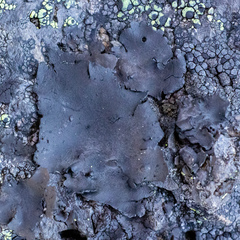 Umbilicaria polyphylla