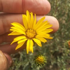 Grindelia inuloides
