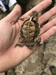 Phrynosoma braconnieri