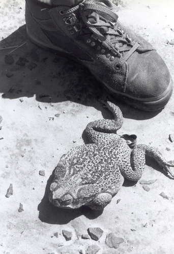 Rhinella diptycha