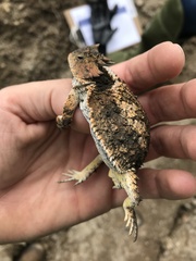 Phrynosoma braconnieri