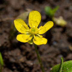 Ranunculus gormanii