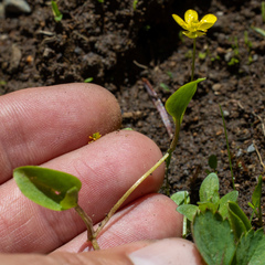 Ranunculus gormanii
