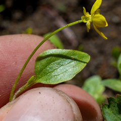 Ranunculus gormanii