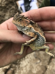 Phrynosoma braconnieri