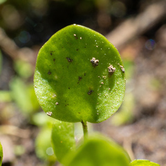 Ranunculus gormanii