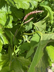 Bistorta amplexicaulis