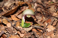 Corybas cheesemanii