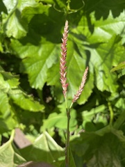 Bistorta amplexicaulis