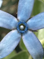 Oxypetalum coeruleum