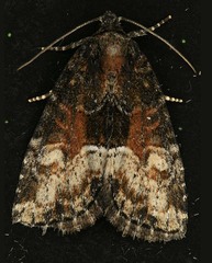 Neoligia subjuncta