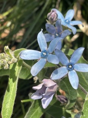 Oxypetalum coeruleum