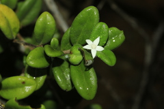 Cyclophyllum tieaense