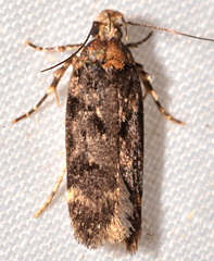 Chionodes formosella